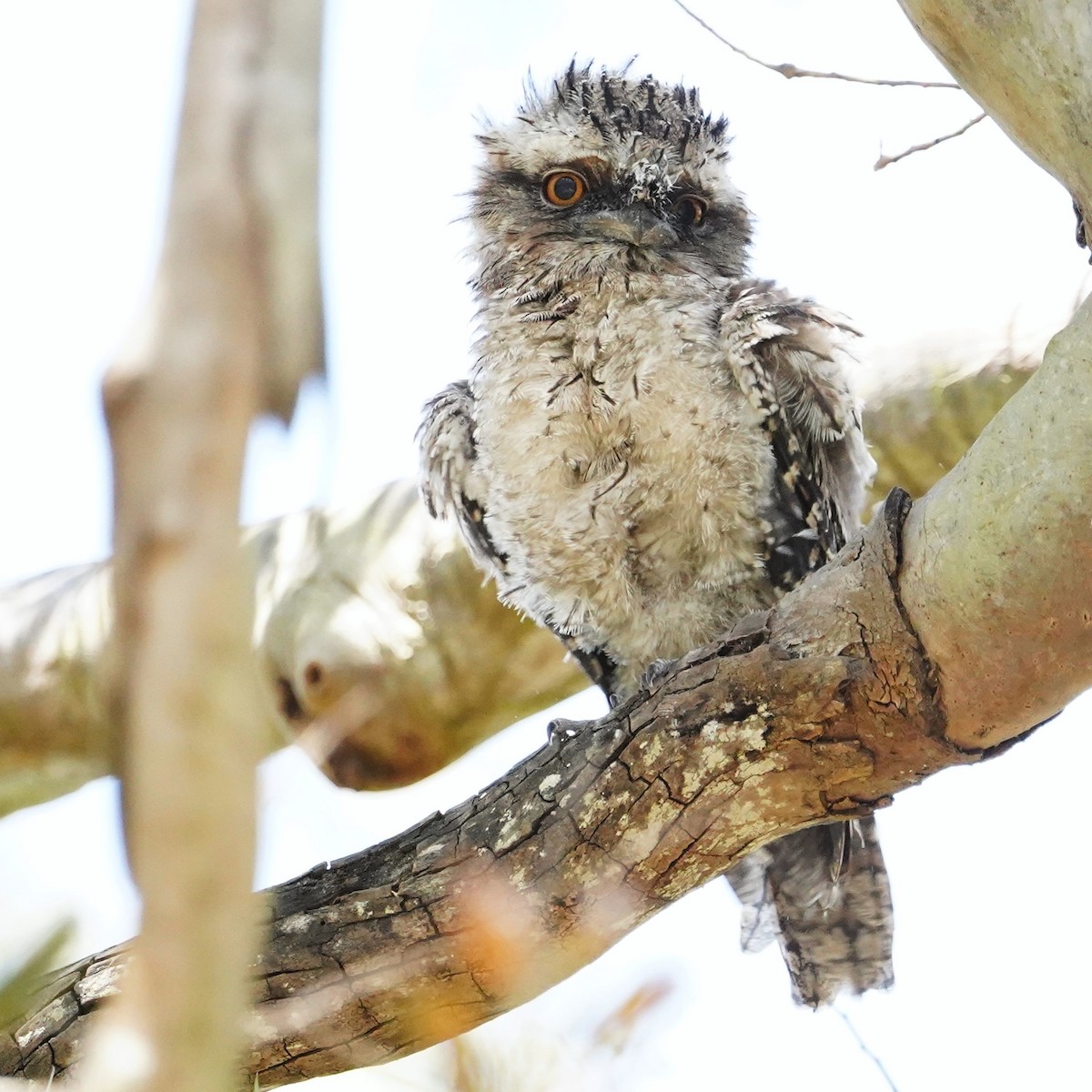 Tawny Frogmouth - ML625905812