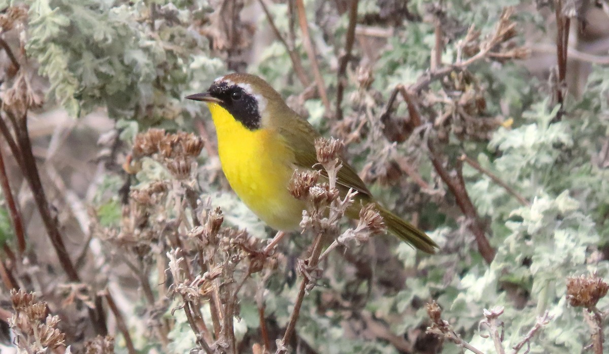 Common Yellowthroat - ML625905813