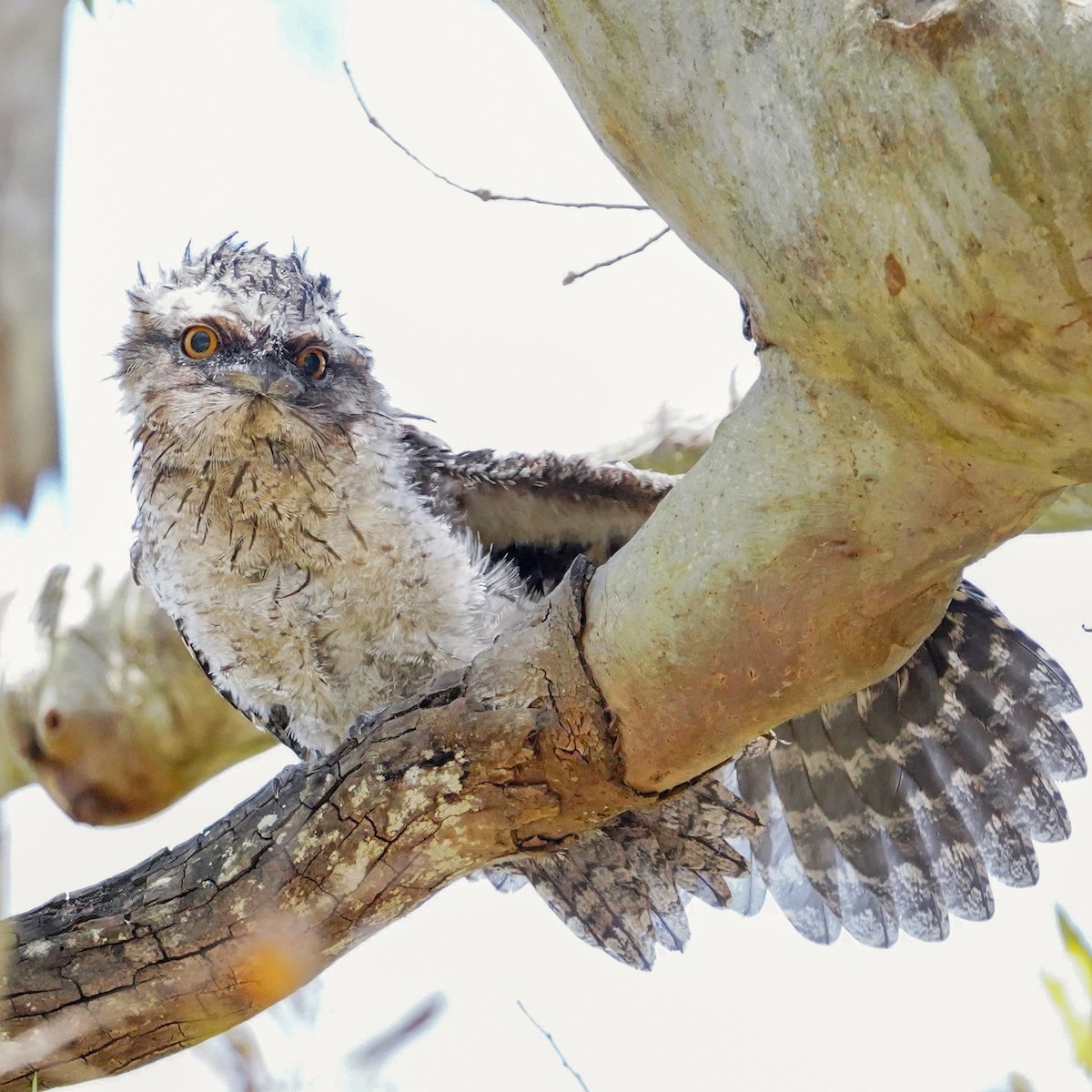 Tawny Frogmouth - ML625905814