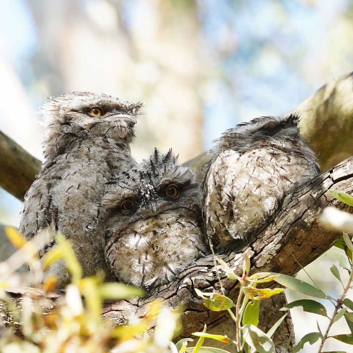 Tawny Frogmouth - ML625905816