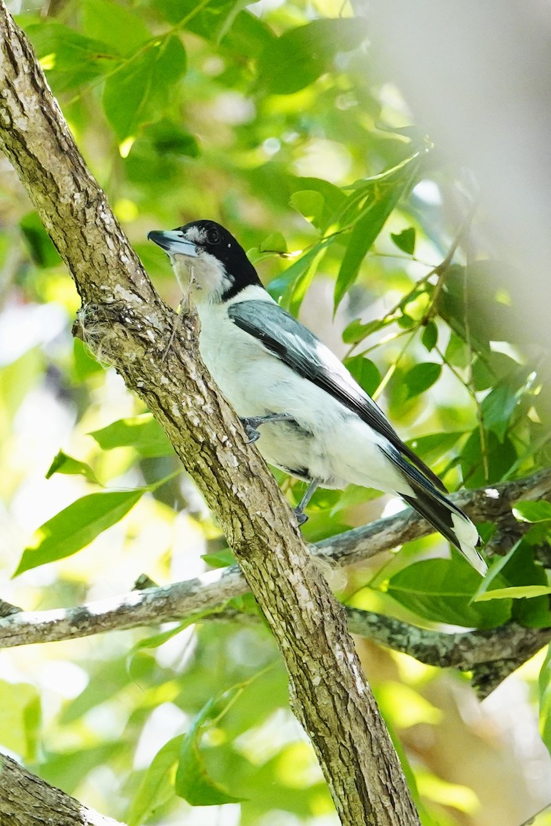 Gray Butcherbird - Trevor Ross