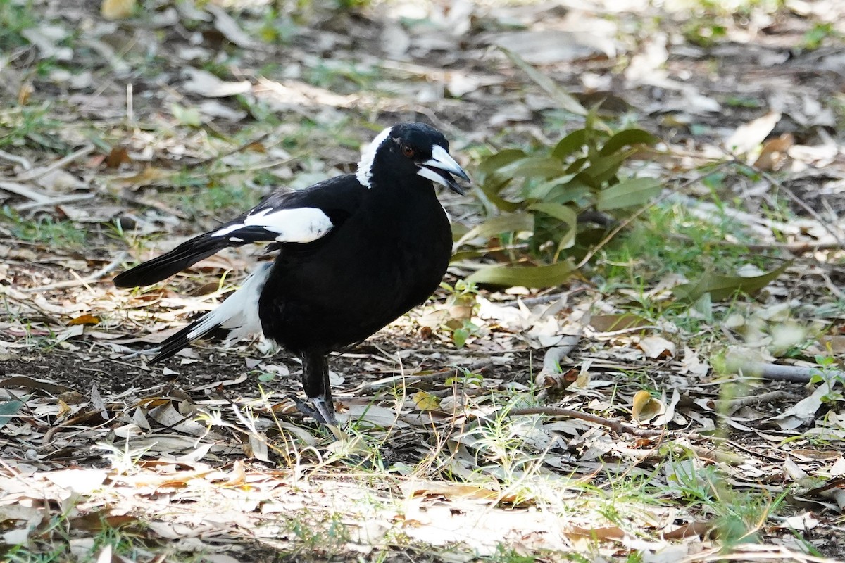 Australian Magpie (Black-backed) - ML625905841