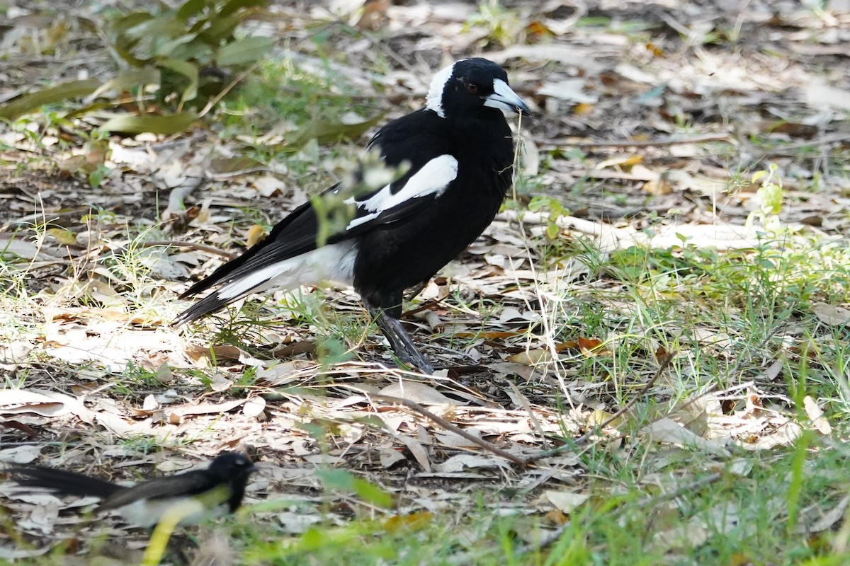 Australian Magpie (Black-backed) - ML625905842