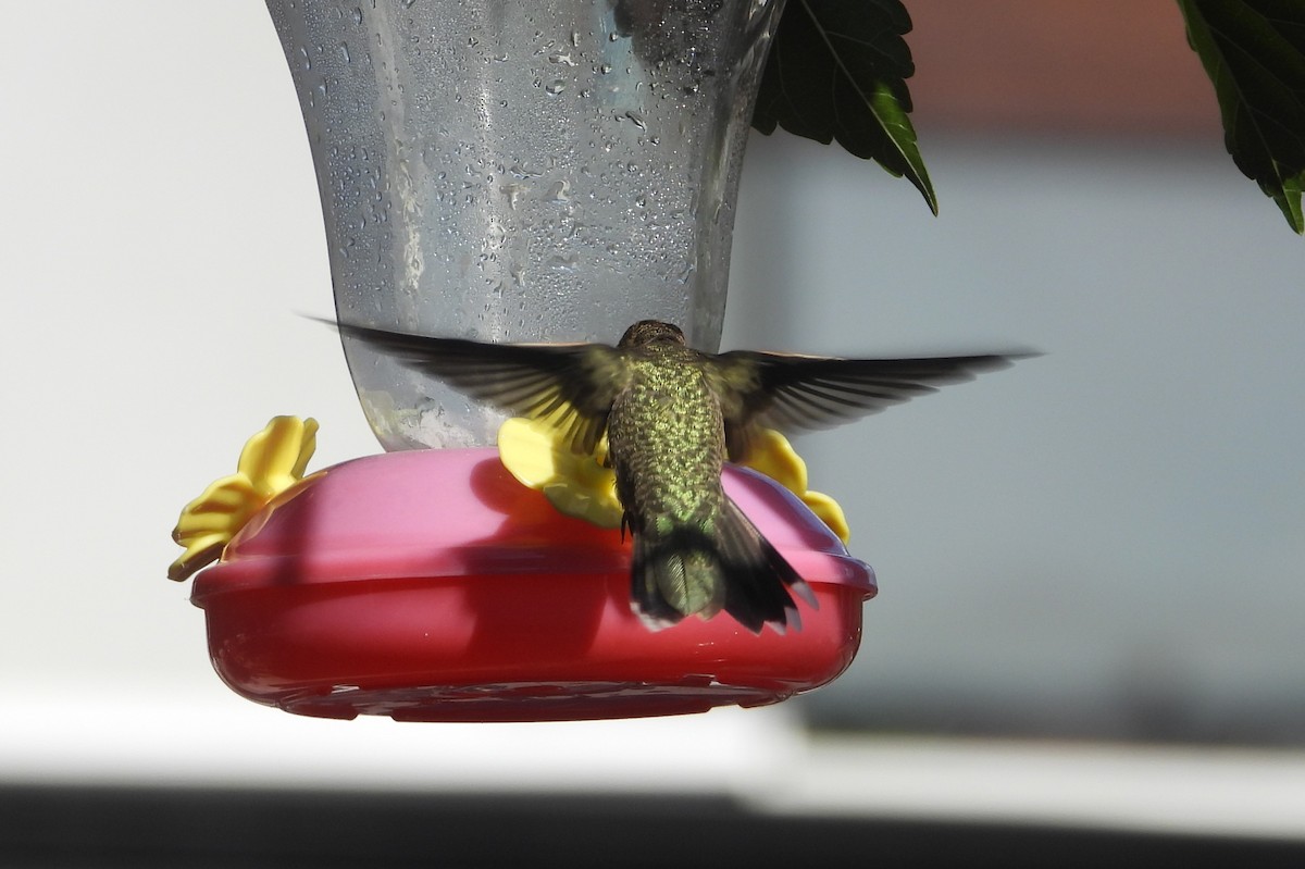 Black-chinned Hummingbird - ML625905844