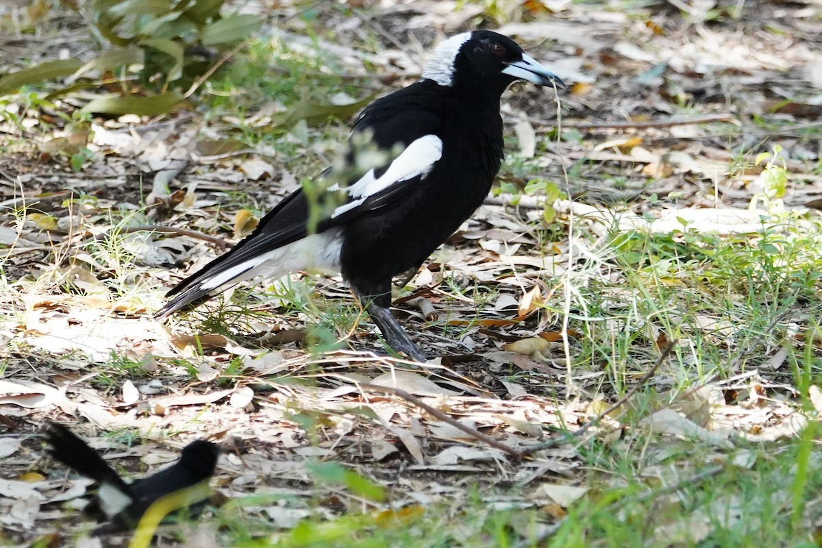 Australian Magpie (Black-backed) - ML625905845