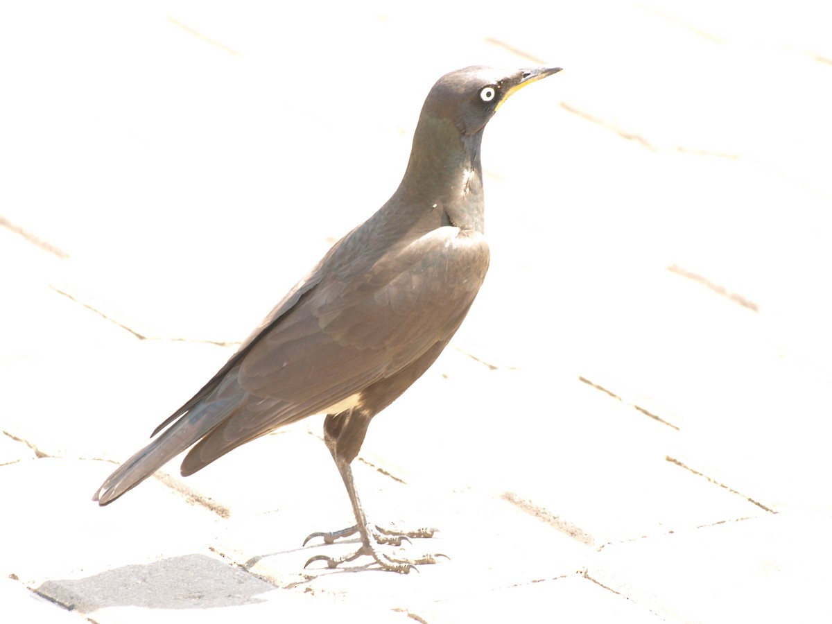 African Pied Starling - ML625905846