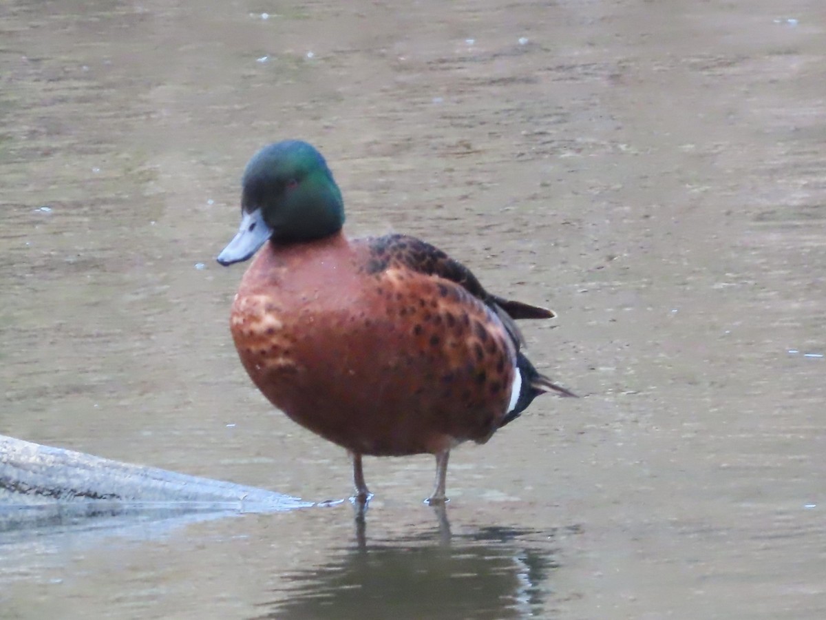 Chestnut Teal - ML625905847