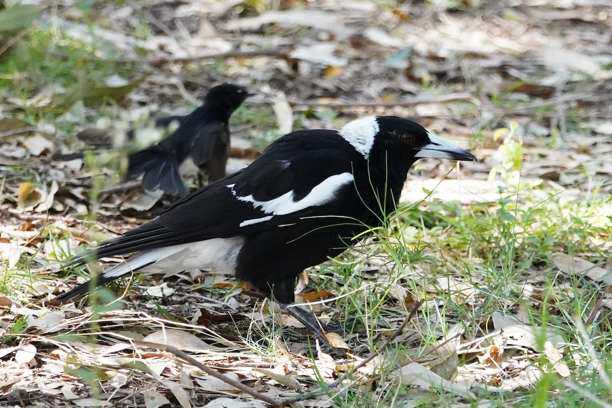 Australian Magpie (Black-backed) - ML625905848