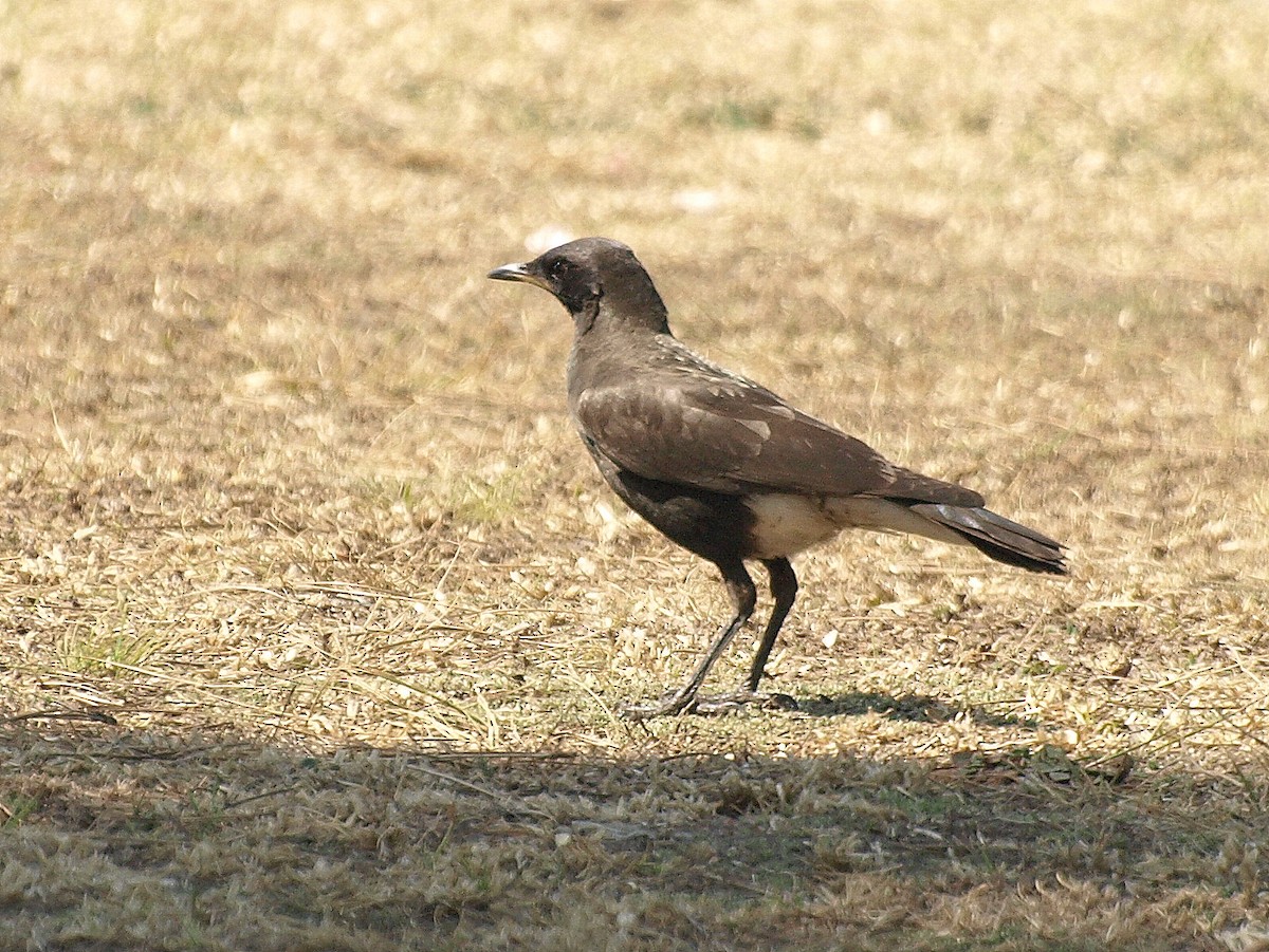 African Pied Starling - ML625905849