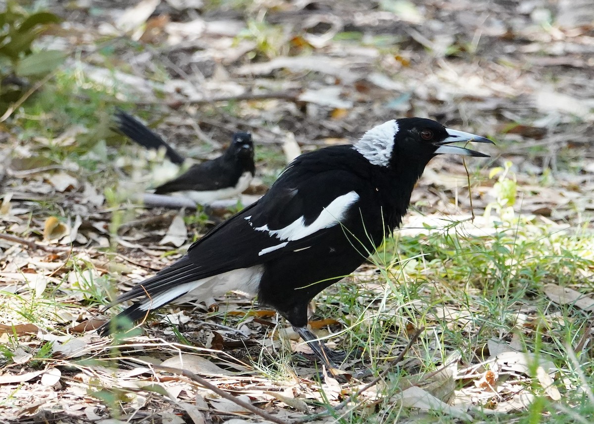 Australian Magpie (Black-backed) - ML625905850