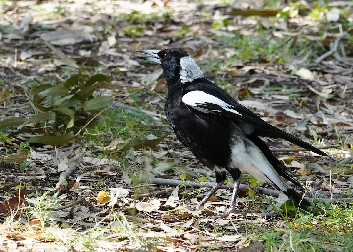 Australian Magpie (Black-backed) - ML625905851