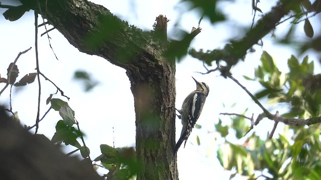 Yellow-bellied Sapsucker - ML625905852