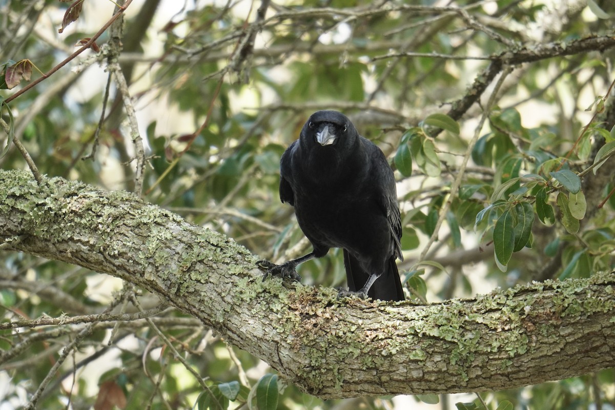 American Crow - ML625905855