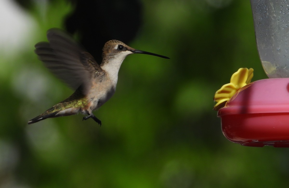 Black-chinned Hummingbird - ML625905856