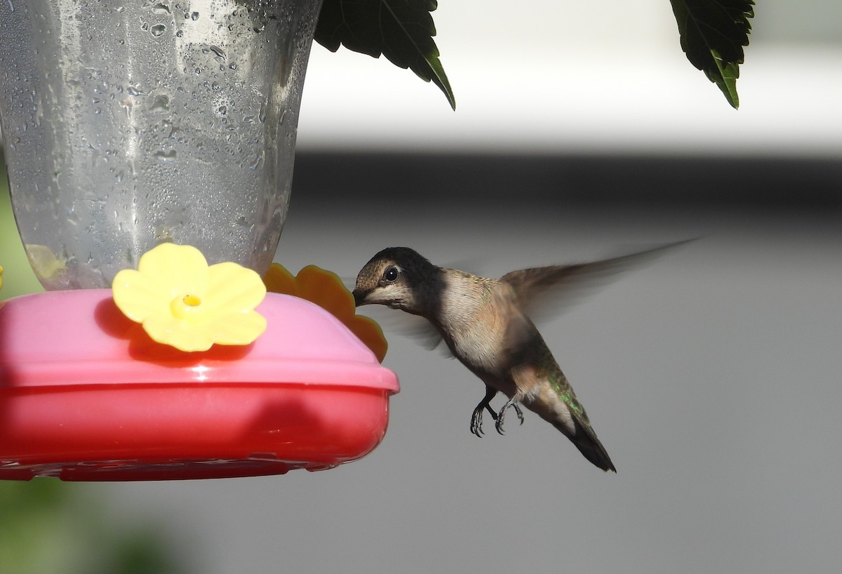 Black-chinned Hummingbird - ML625905857