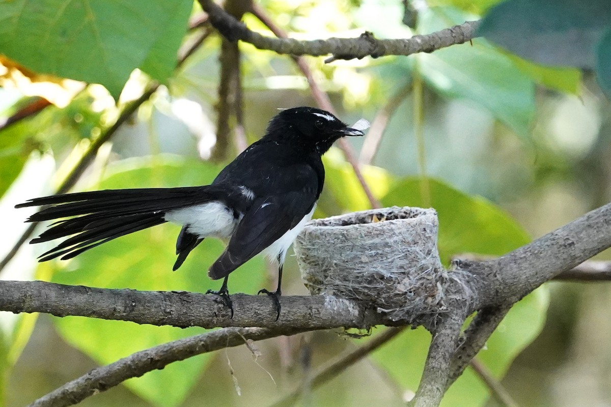 Willie-wagtail - ML625905860