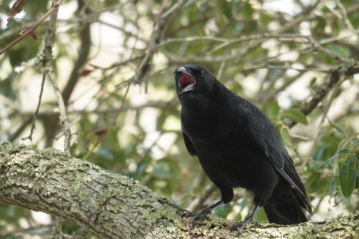 American Crow - ML625905864