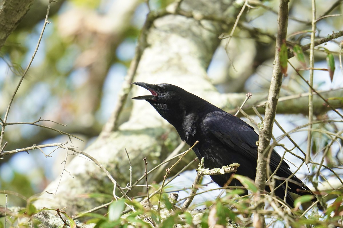 American Crow - ML625905865