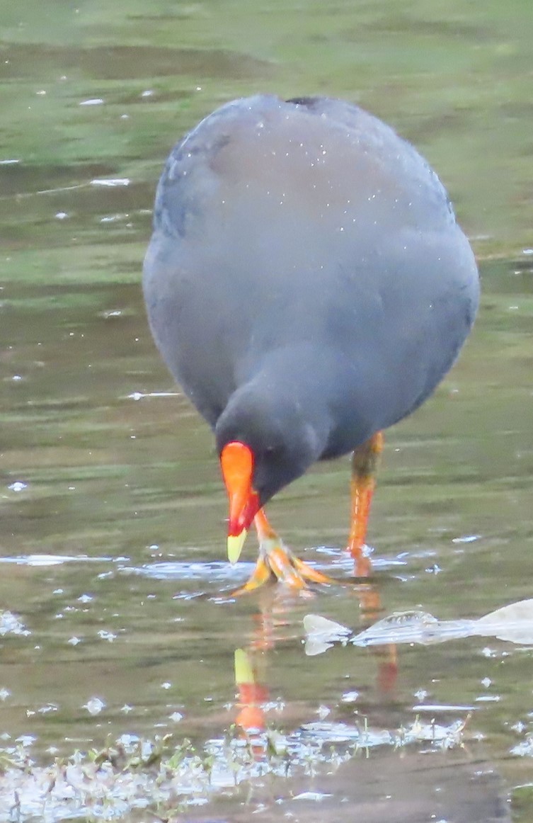 Dusky Moorhen - ML625905866