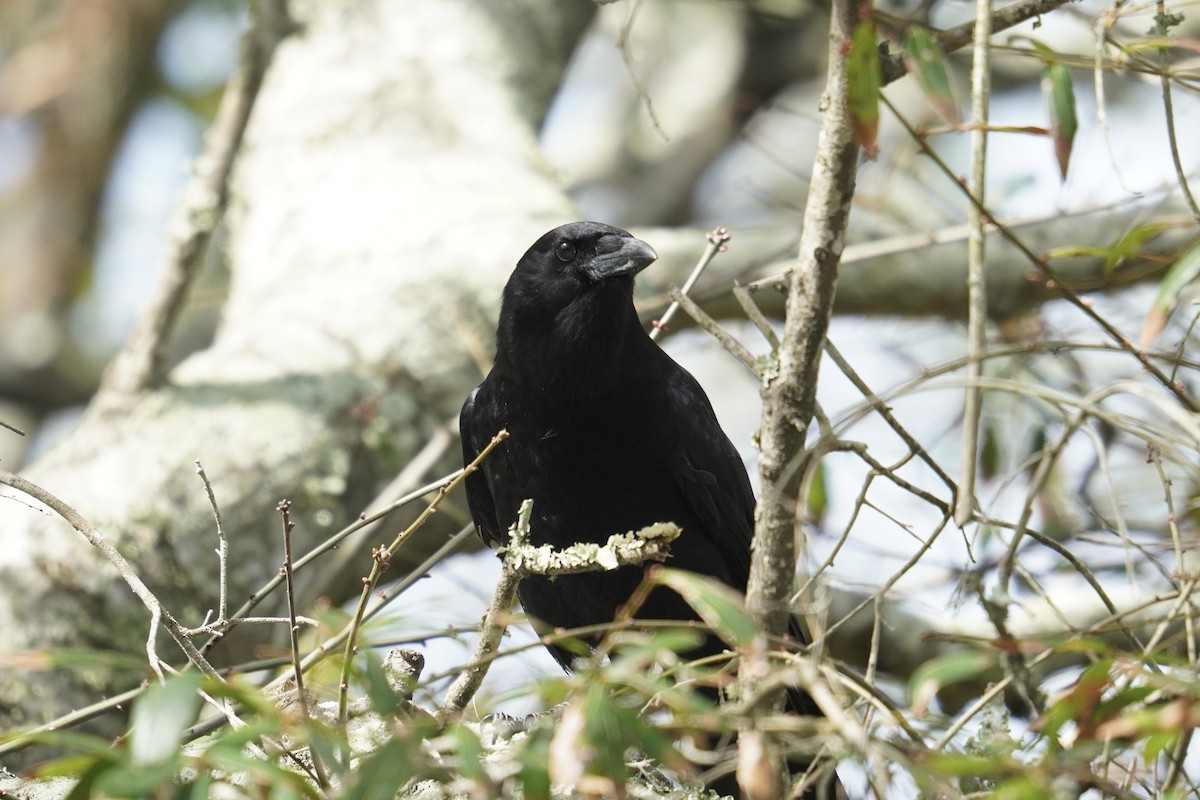 American Crow - ML625905869