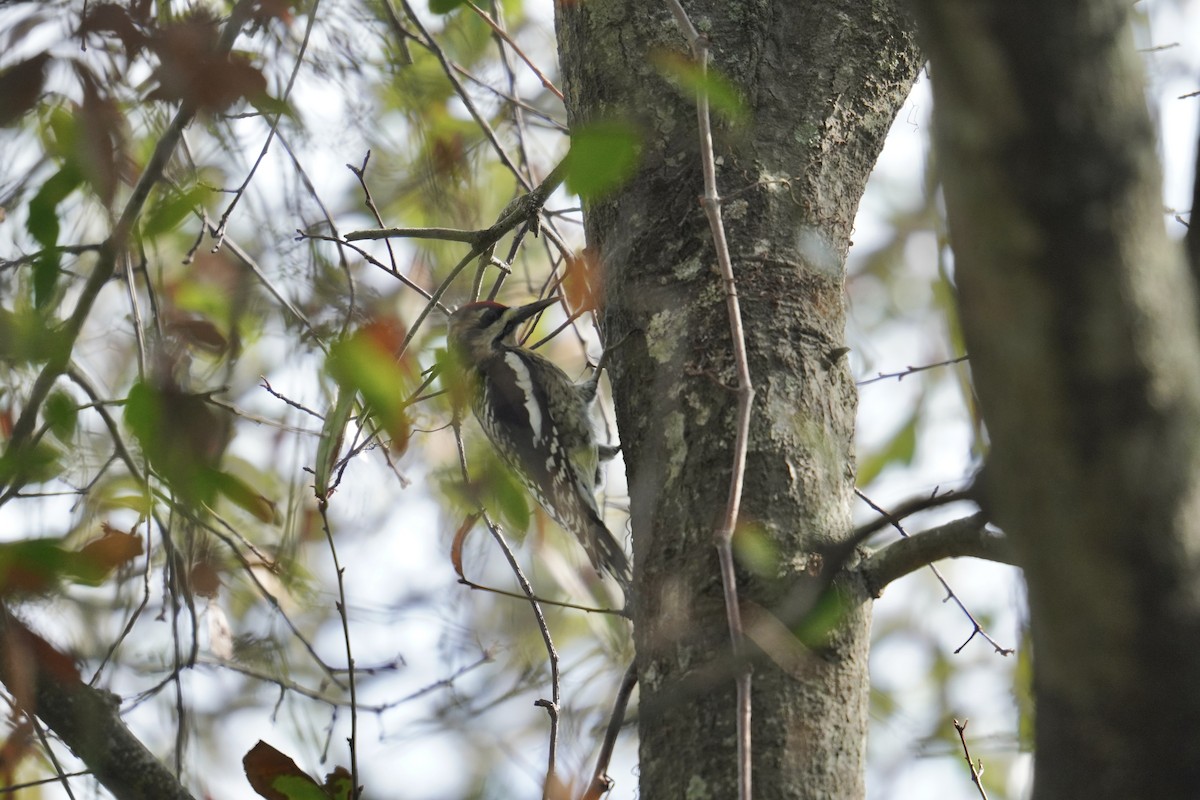 Yellow-bellied Sapsucker - ML625905874