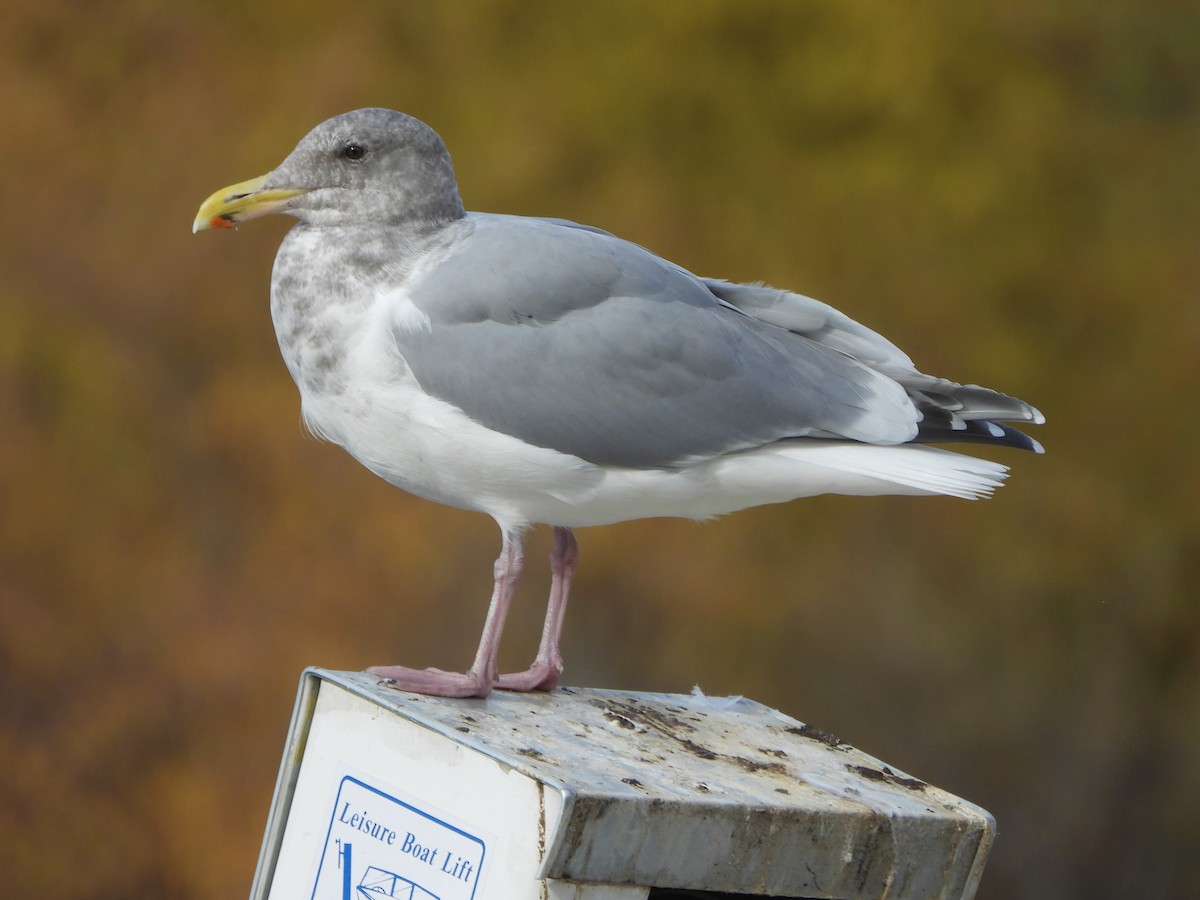 West- x Beringmöwe (Hybrid) - ML625905882