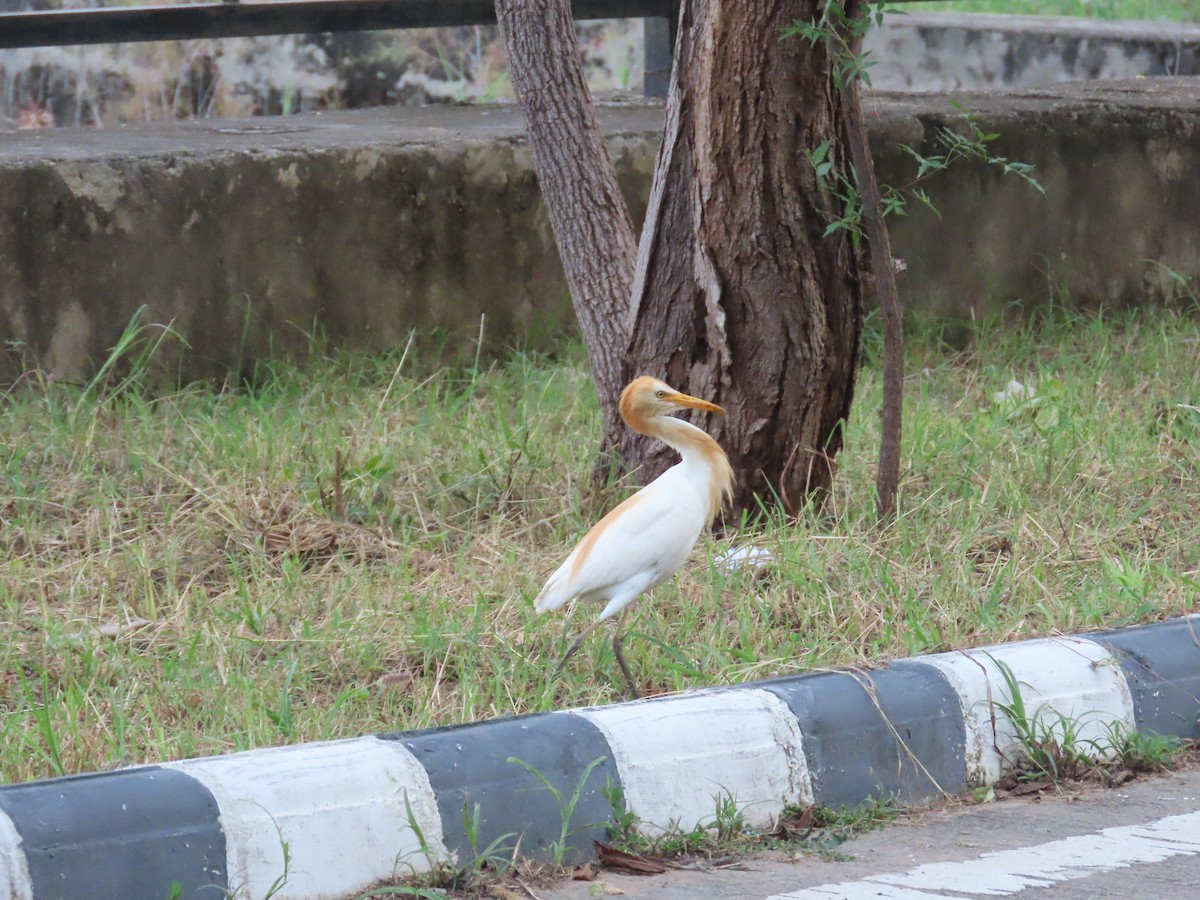 Eastern Cattle-Egret - Gargi Dalawat