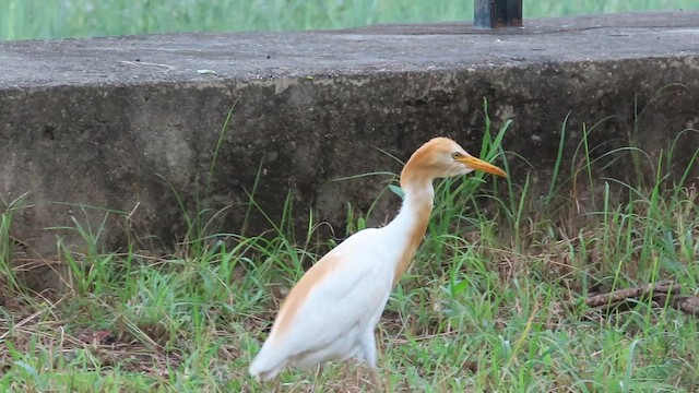 Eastern Cattle-Egret - ML625905891