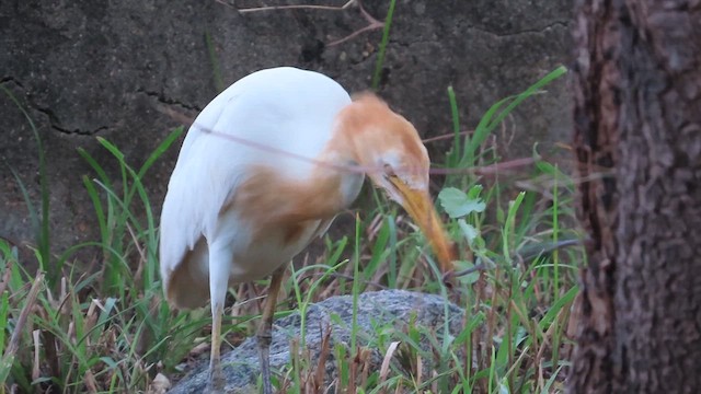 Eastern Cattle-Egret - ML625905892