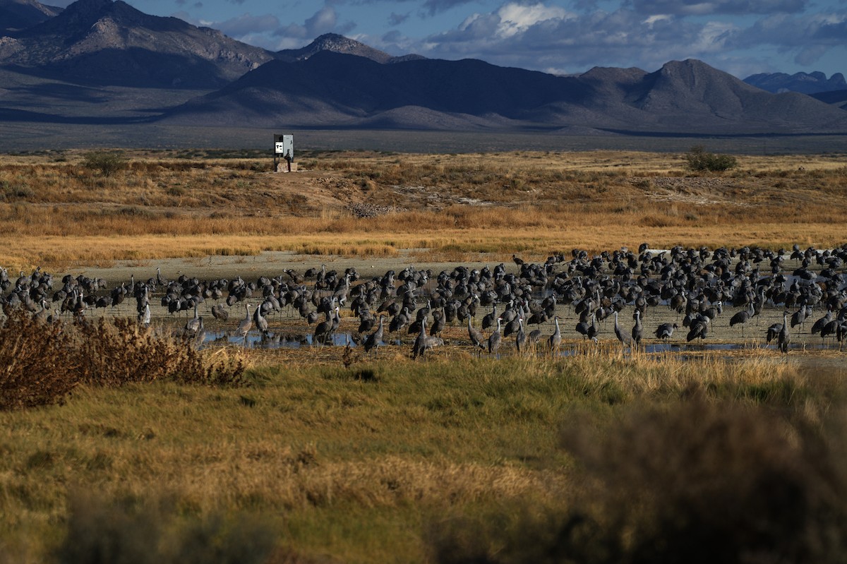 Sandhill Crane - ML625905898