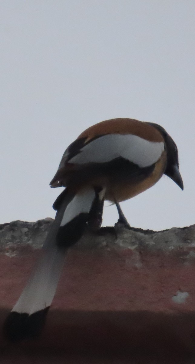 Rufous Treepie - ML625905899