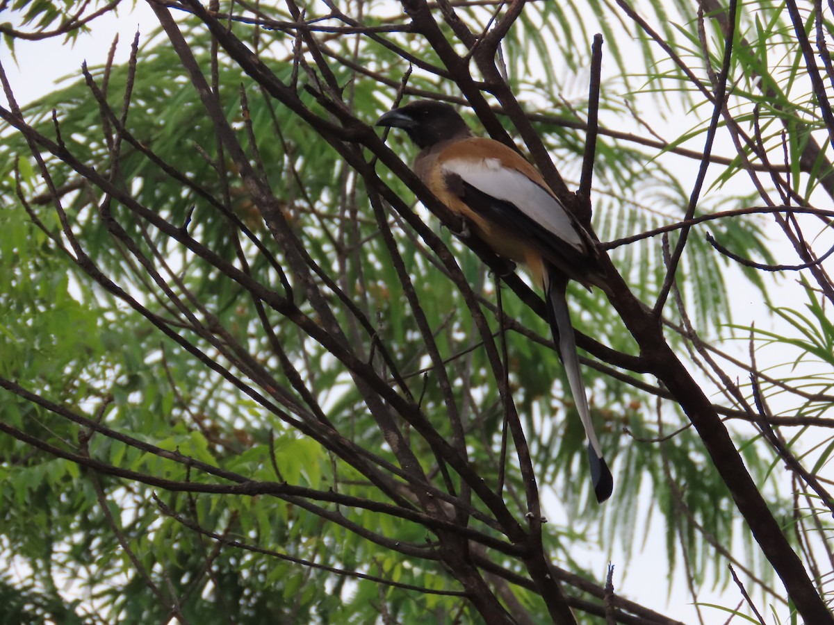 Rufous Treepie - ML625905900