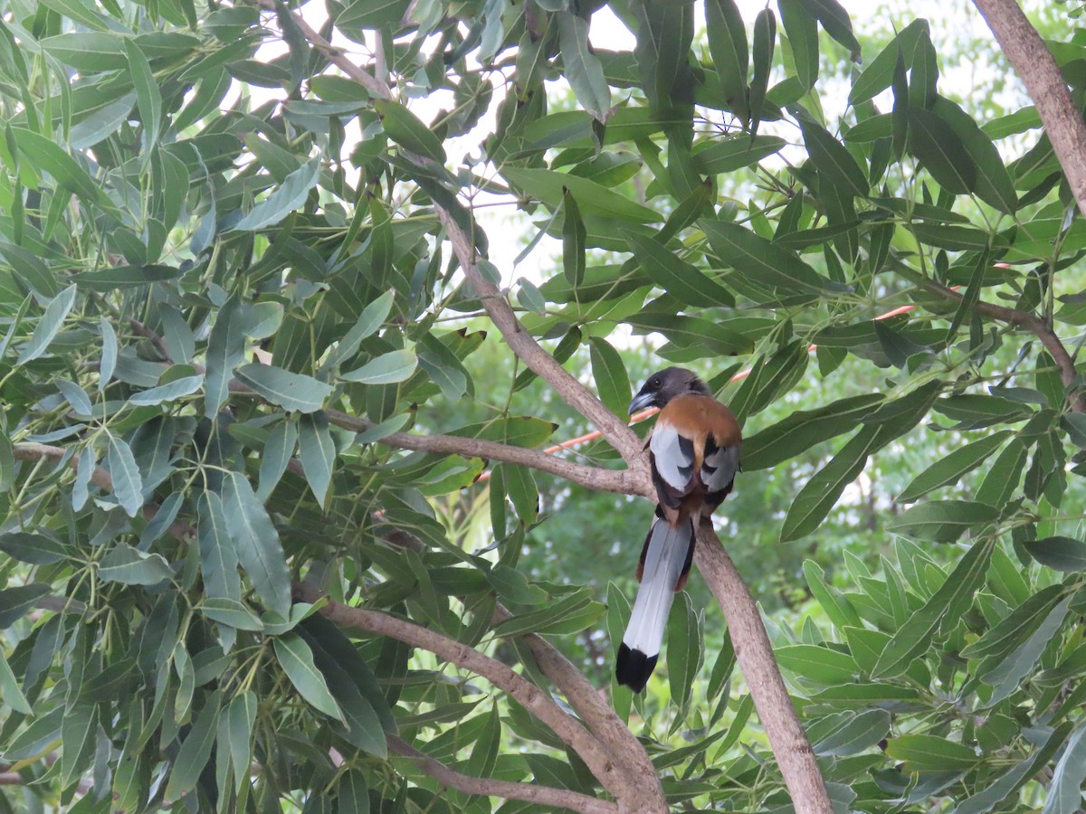 Rufous Treepie - ML625905901