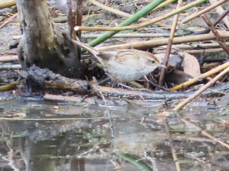 Little Grassbird - ML625905902