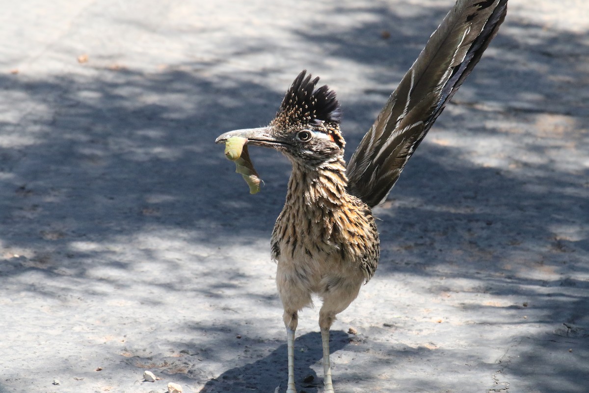 Greater Roadrunner - ML625905903