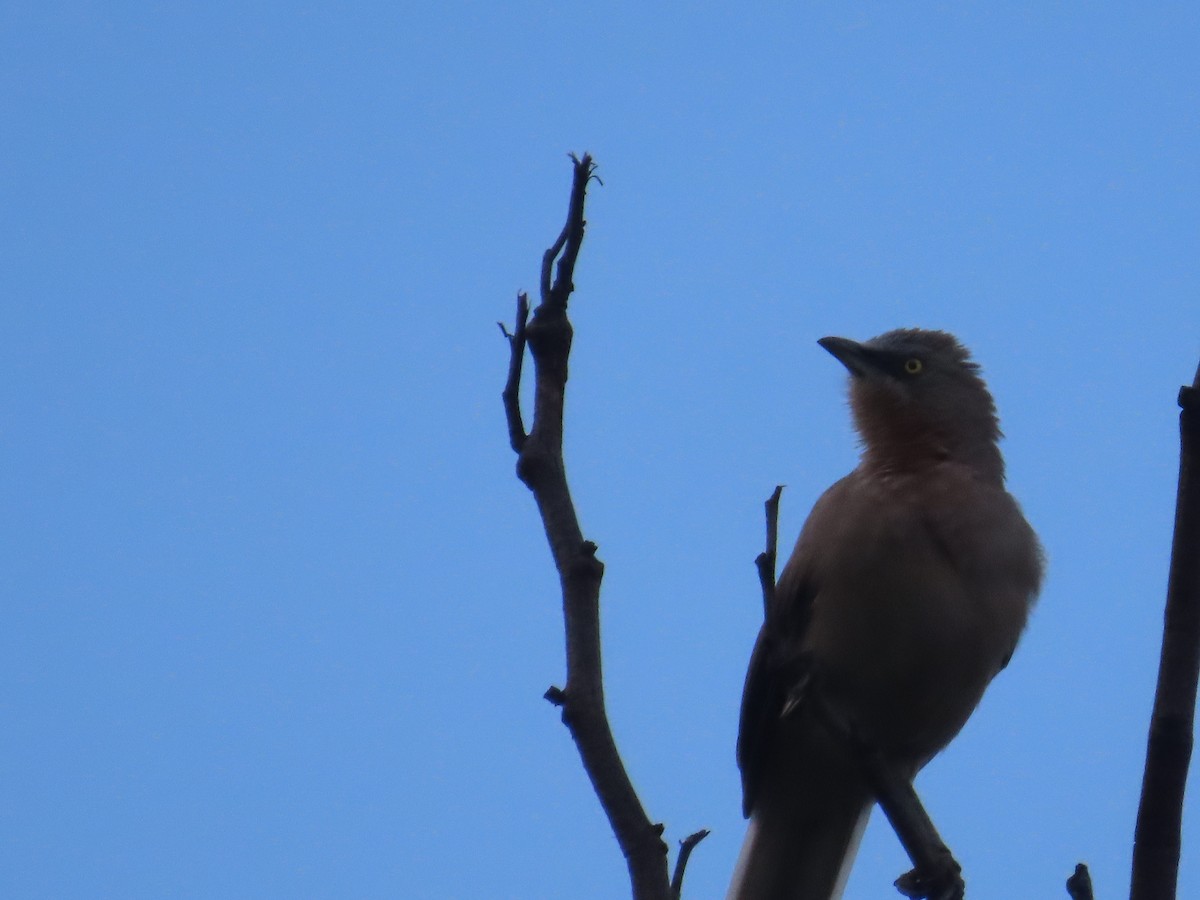 Large Gray Babbler - ML625905904