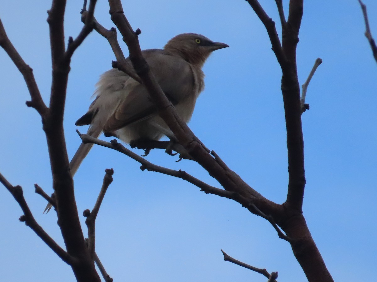 Large Gray Babbler - ML625905905