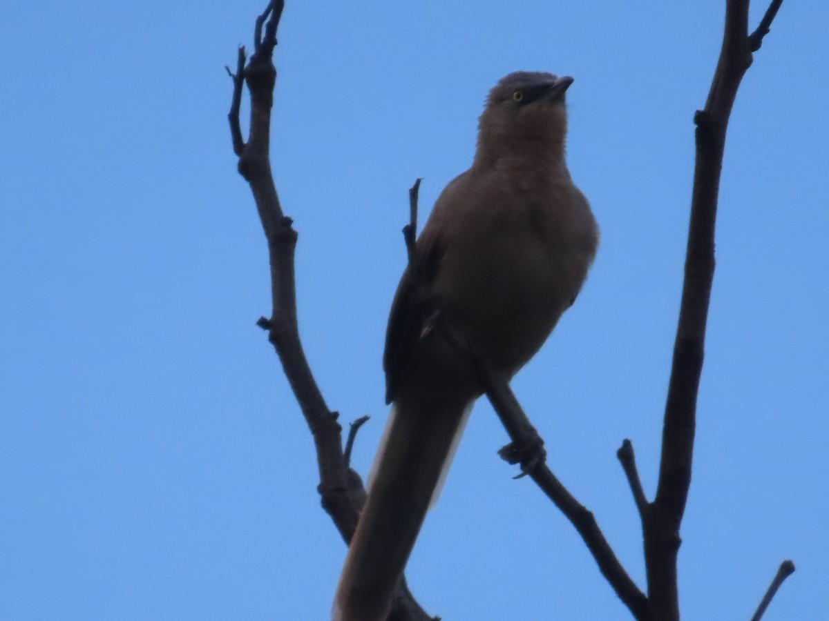 Large Gray Babbler - ML625905906