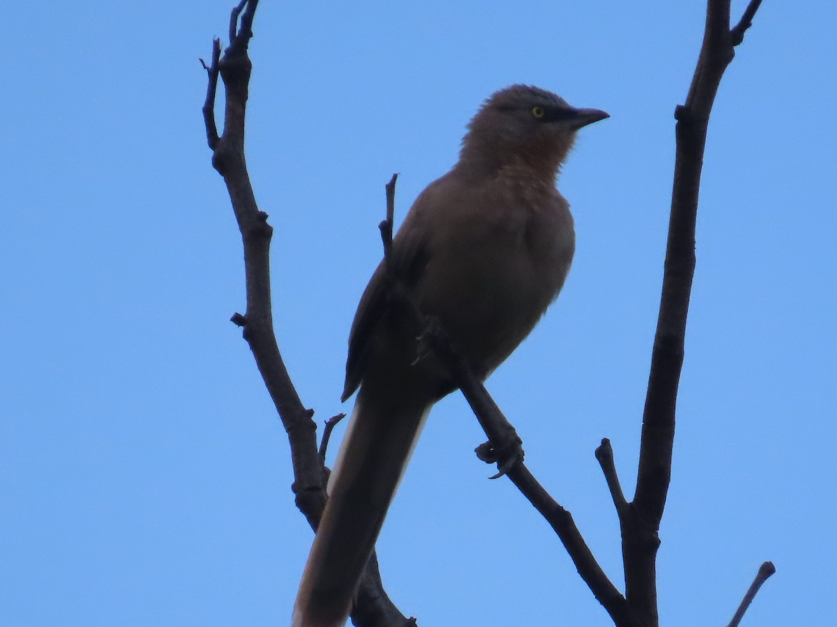 Large Gray Babbler - ML625905907