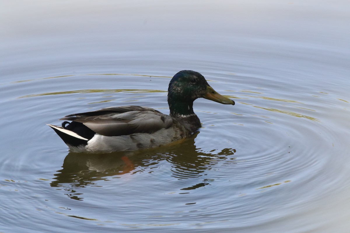 Canard colvert - ML625905908