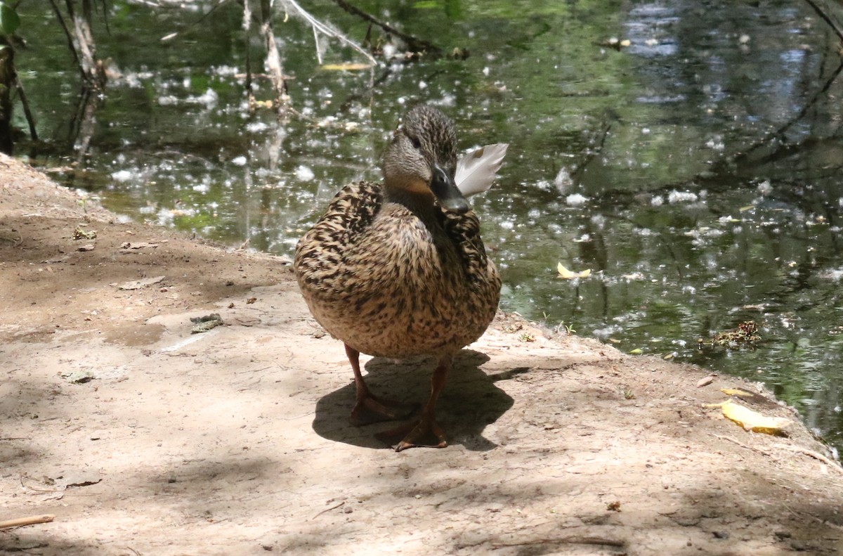 Canard colvert - ML625905909