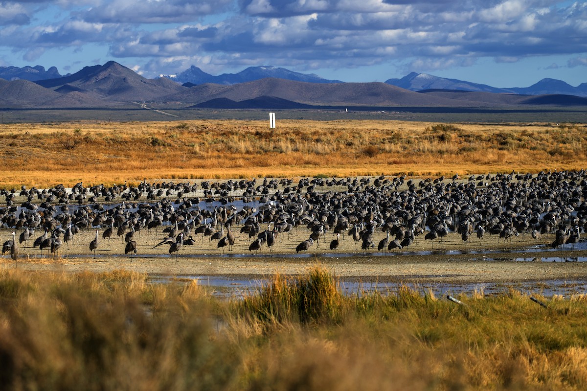 Sandhill Crane - ML625905911