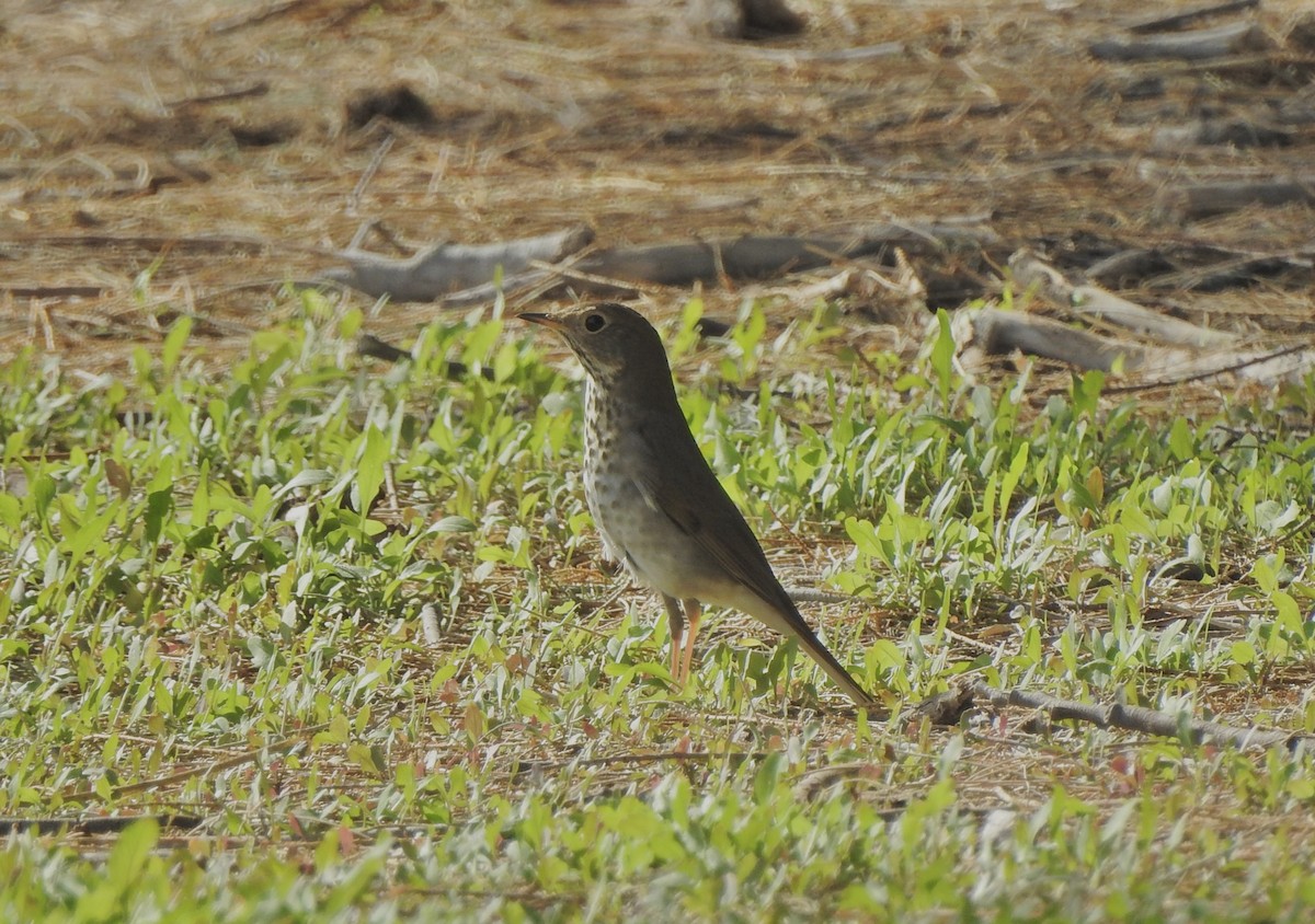 Hermit Thrush - ML625905917