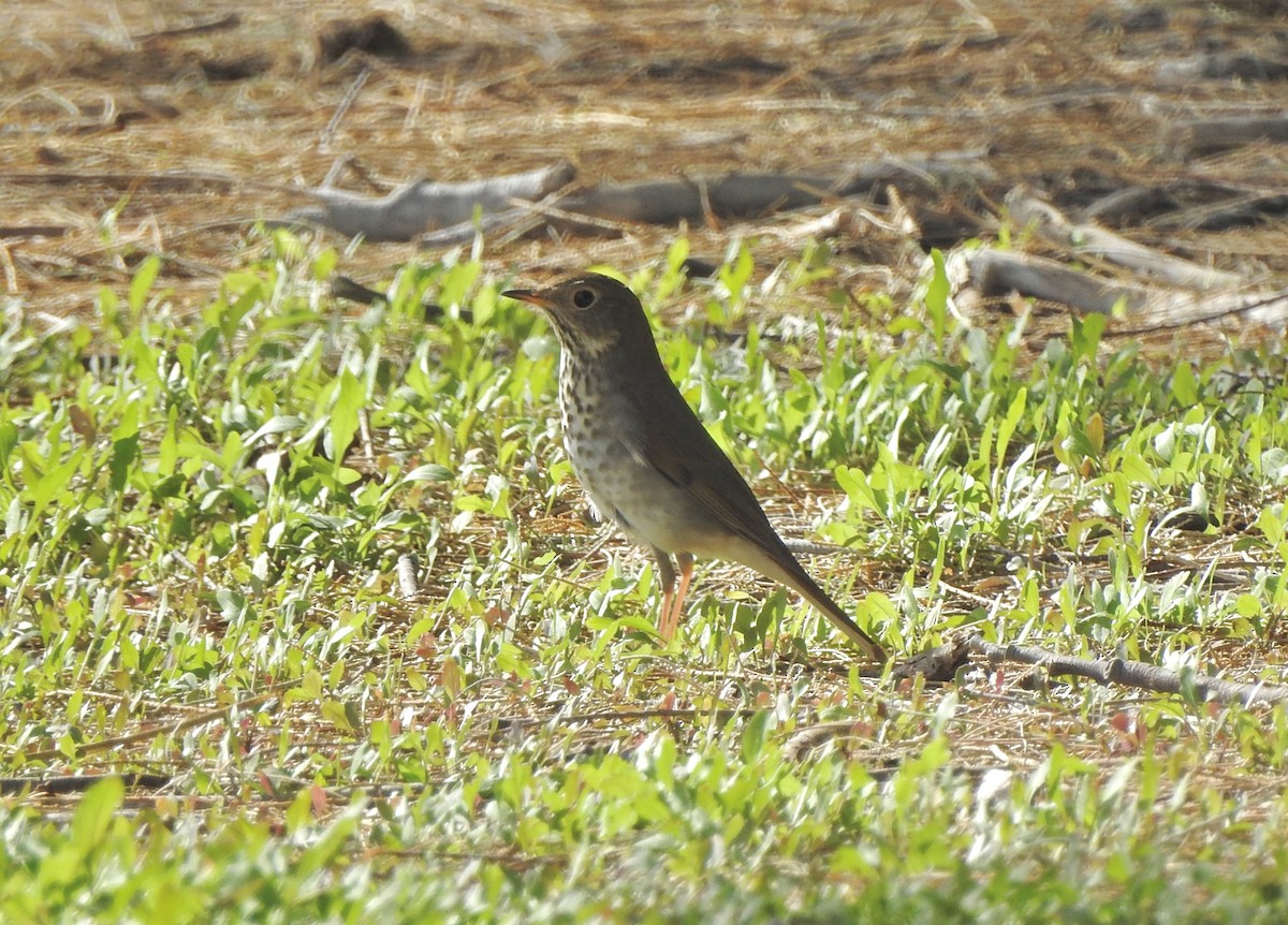 Hermit Thrush - ML625905918