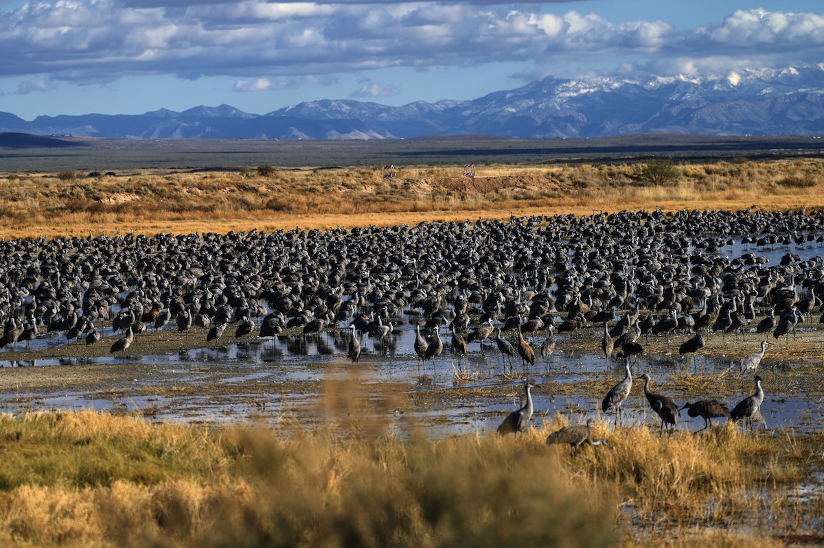 Sandhill Crane - ML625905921