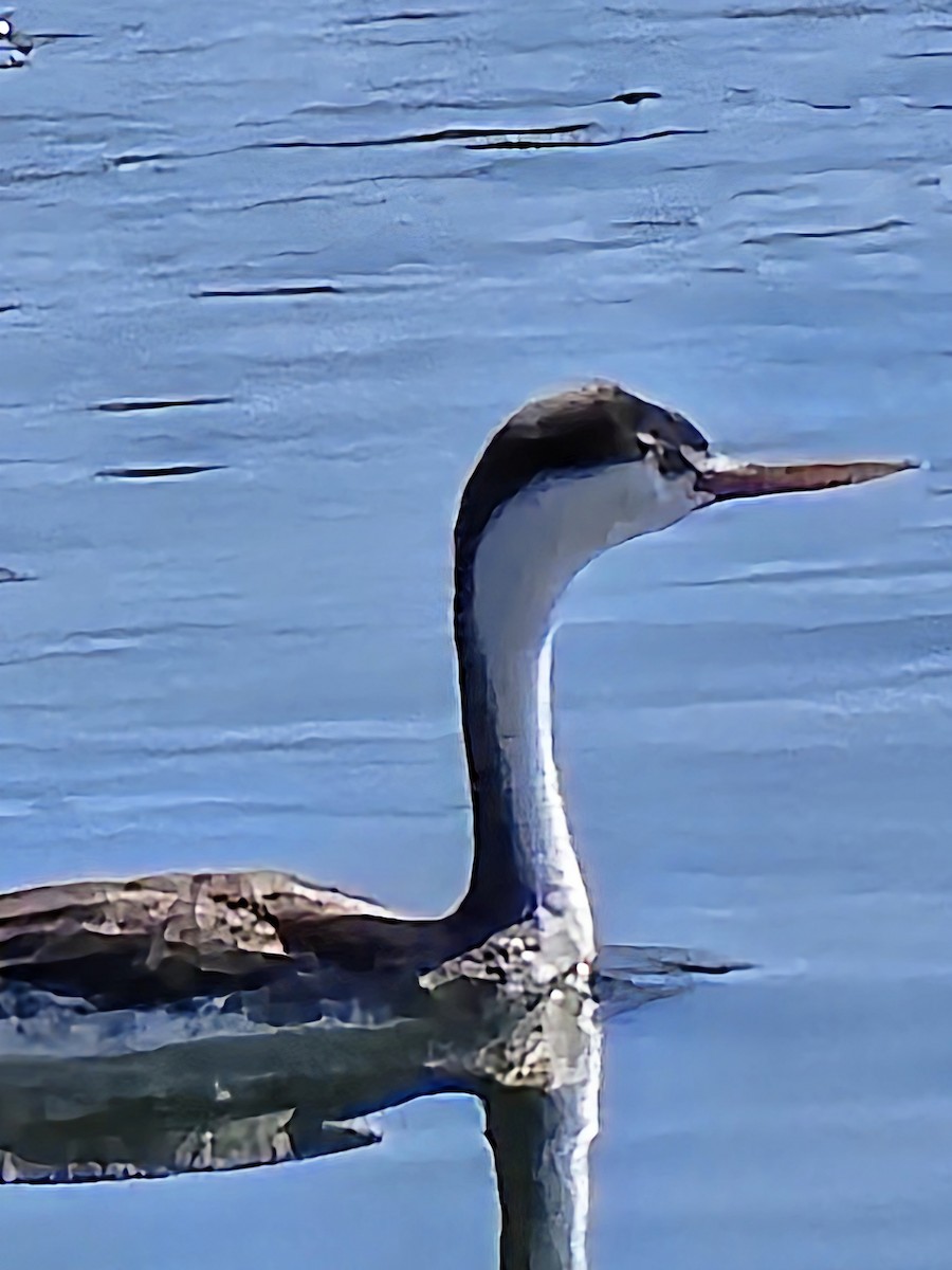 Clark's Grebe - ML625905922