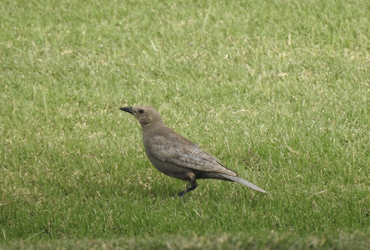 Brewer's Blackbird - ML625905923