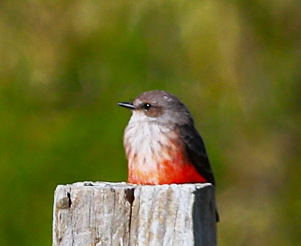 Vermilion Flycatcher - ML625905925