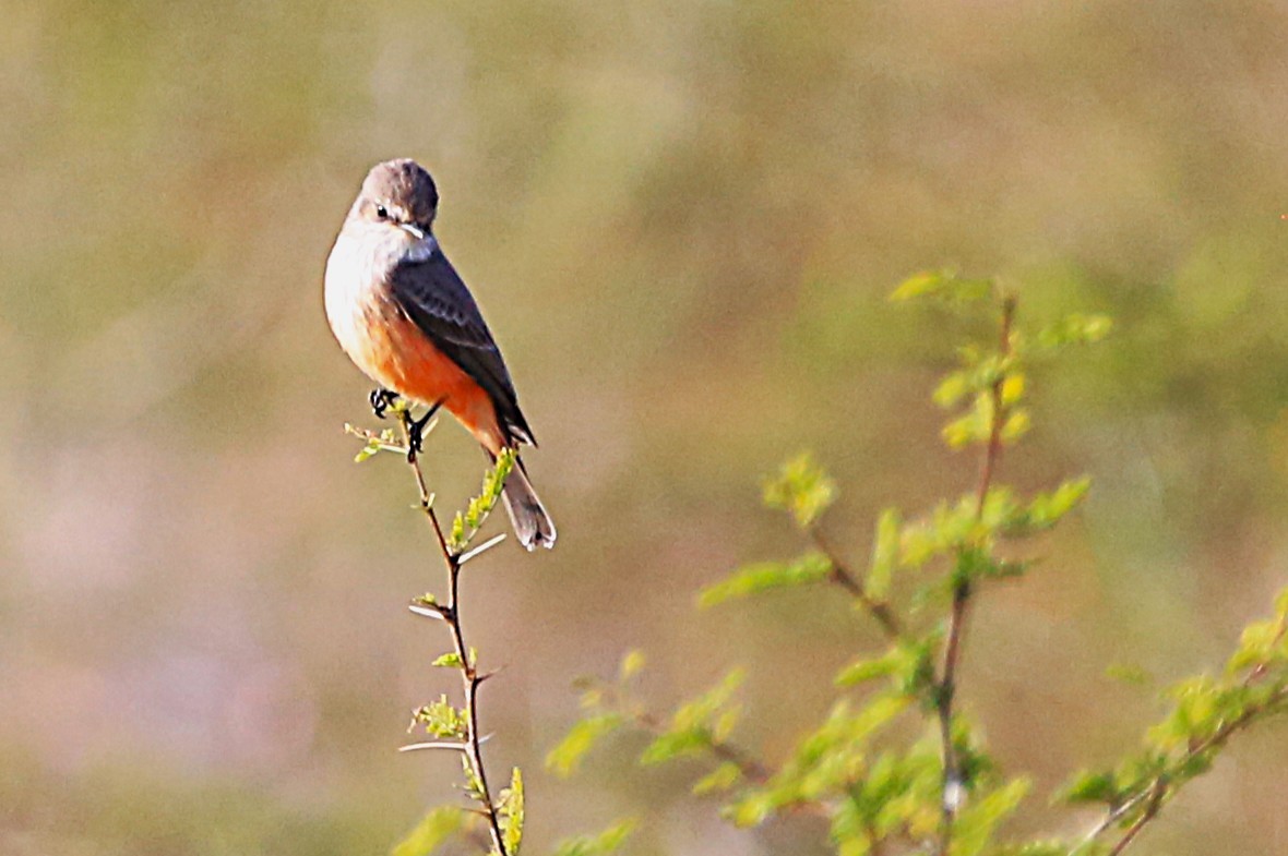 Vermilion Flycatcher - ML625905926