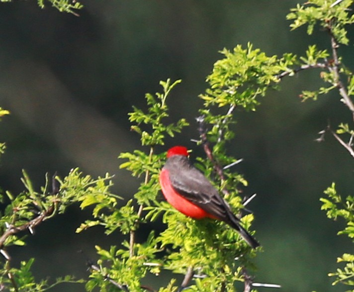 Vermilion Flycatcher - ML625905927